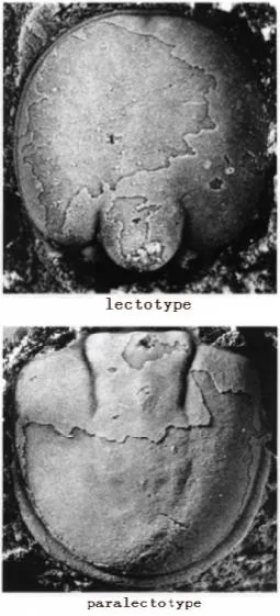 Lejopyge laevigata, a Cambrian trilobite fossil from Zhejiang.
