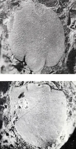 Lejopyge sinensis, a Cambrian trilobite fossil from Zhejiang.