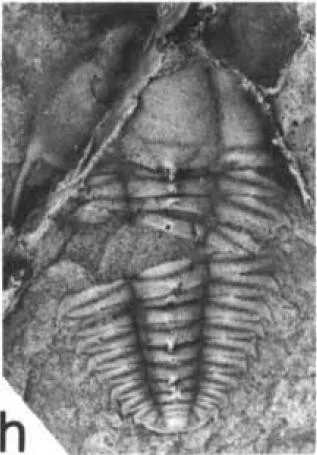 Leptoplastides salteri, a Ordovician trilobite fossil from UK.