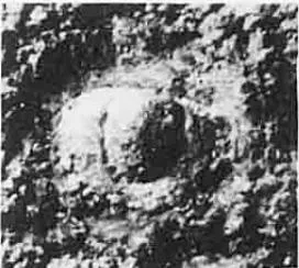 Lisogoragnostus minor, a Cambrian trilobite fossil from Zhejiang.