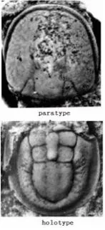 Lotagnostus americanus, a Cambrian trilobite fossil from Zhejiang.