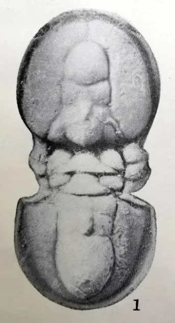 Lotagnostus hedini, a Cambrian trilobite fossil from Zhejiang.