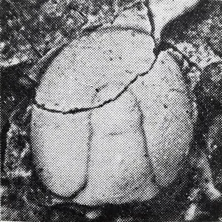 Lotagnostus orientalis, a Ordovician trilobite fossil from Zhejiang.