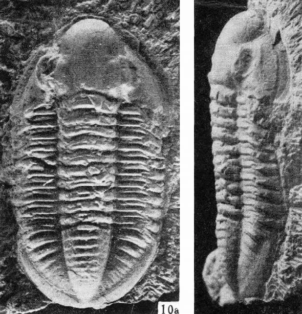 Mahaiella eleganta, a Carboniferous trilobite fossil from Guangxi.