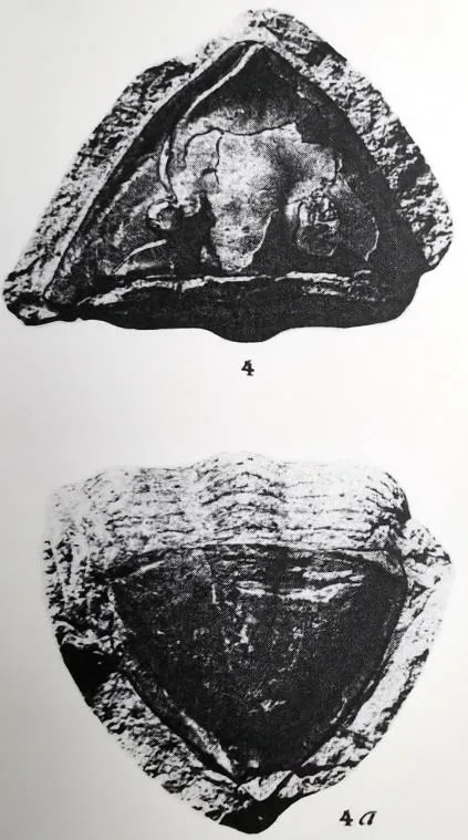 Megistaspidella triangularis, a Ordovician trilobite fossil from Russia.