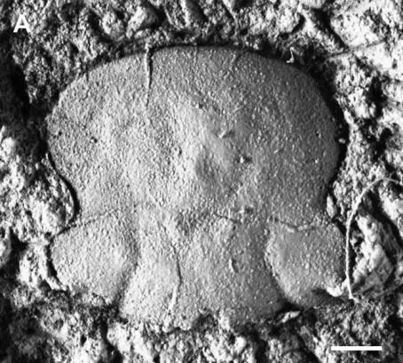 Meitanillaenus binodosus, a Silurian trilobite fossil from Guizhou.