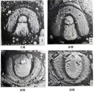 Micragnostus chiushuensis, a Cambrian trilobite fossil from Liaoning.