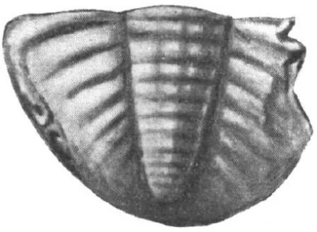 Mioptychopyge suni, a Ordovician trilobite fossil from Shaanxi.