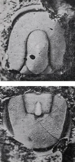Neoagnostus fengzuensis, a Cambrian trilobite fossil from Zhejiang.