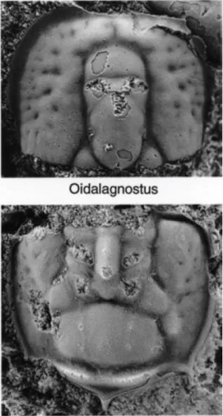 Oidalagnostus trispinifer, a Cambrian trilobite fossil from Hunan.