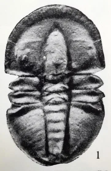 Pagetia vinusta, a Cambrian trilobite fossil from Guizhou.