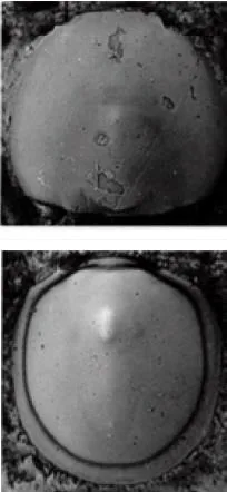 Peratagnostus obsoletus, a Cambrian trilobite fossil from Hunan.
