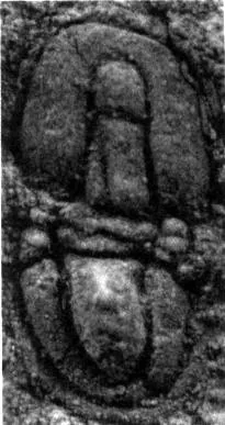 Peronopsis majiangensis, a Cambrian trilobite fossil from Guizhou.