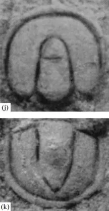 Peronopsis rotundatus, a Cambrian trilobite fossil from Kazakhstan.
