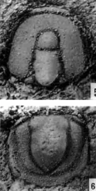 Peronopsis taijiangensis, a Cambrian trilobite fossil from Guizhou.