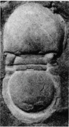 Phalagnostus nudus, a Cambrian trilobite fossil from Czech Republic.