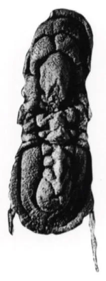 Pleuroctenium granulatum, a Cambrian trilobite fossil from Czech Republic.