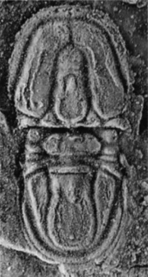 Proagnostus bulbus bulbus, a Cambrian trilobite fossil from Hunan.