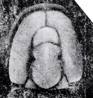 Proagnostus bulbus sinensis, a Cambrian trilobite fossil from Hunan.