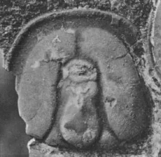 Pseudagnostus idalis, a Cambrian trilobite fossil from Hunan.