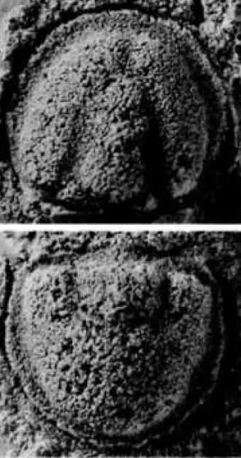 Pseudagnostus josepha, a Cambrian trilobite fossil from Hunan.