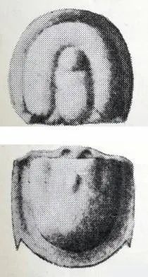 Pseudagnostus koerferi, a Cambrian trilobite fossil from Shandong.