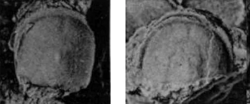 Pseudagnostus prolongus, a Cambrian trilobite fossil from Hunan.