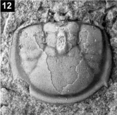 Pseudagnostus rugosus, a Cambrian trilobite fossil from Hunan.