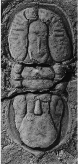 Pseudagnostus securiger, a Cambrian trilobite fossil from Hunan.