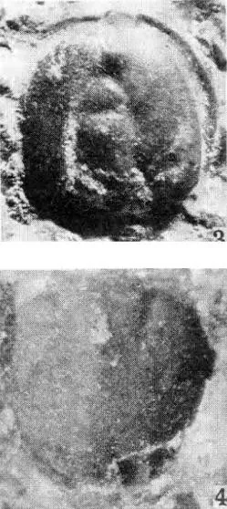 Pseudagnostus vastulus, a Cambrian trilobite fossil from Hunan.