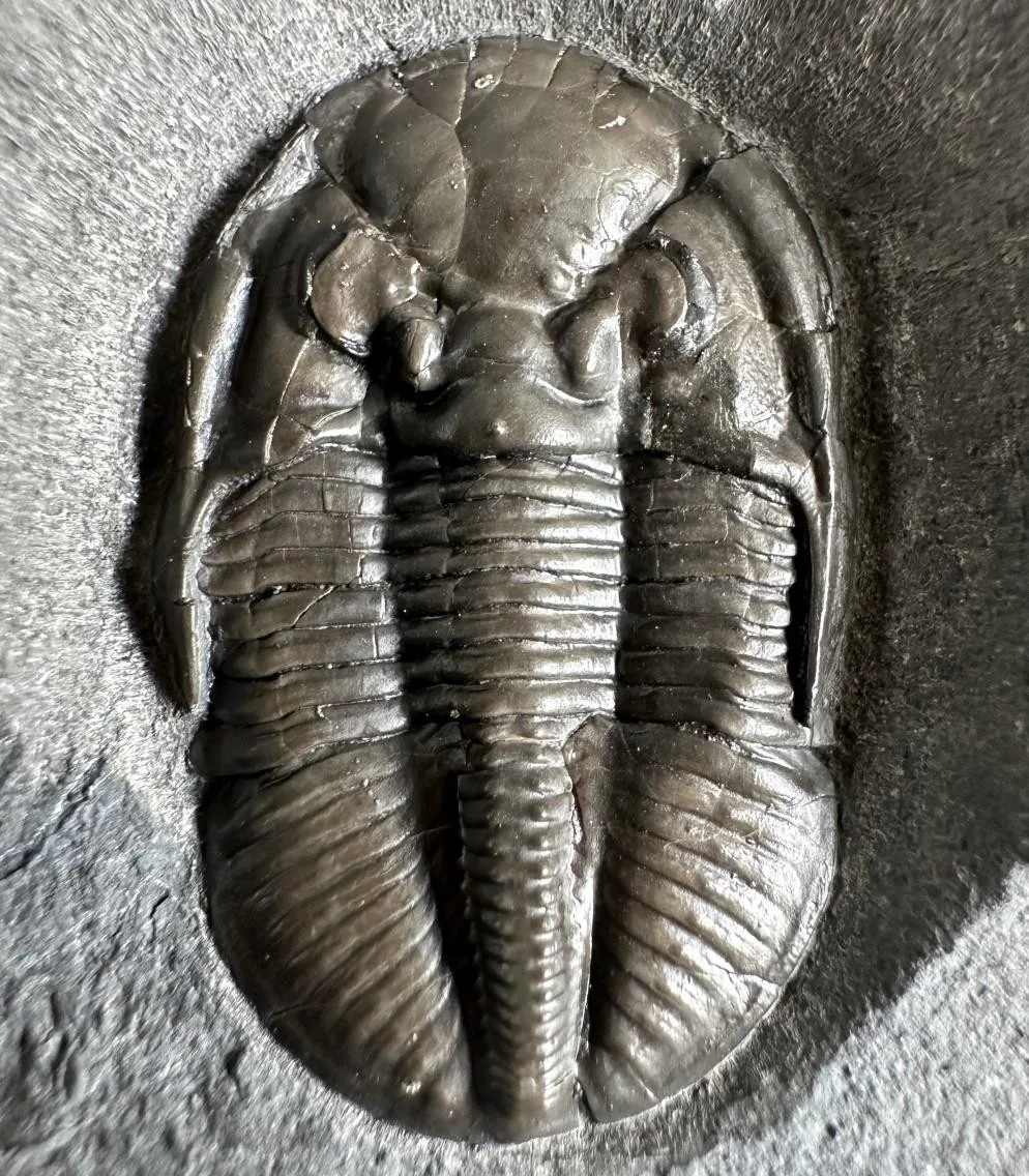 Pseudophillipsia sp., a Permian trilobite fossil from Hunan.