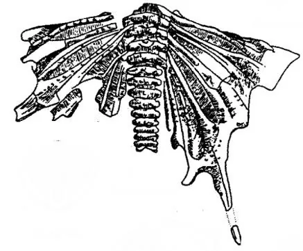Psychopyge elegans, a Devonian trilobite fossil from Morocco.