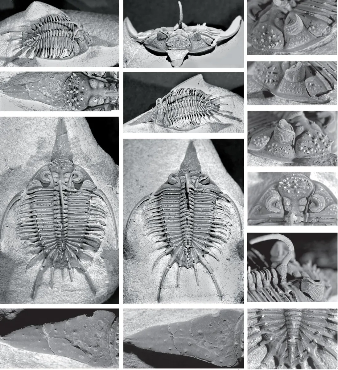 Psychopyge hammerorum, a Devonian trilobite fossil from Morocco.