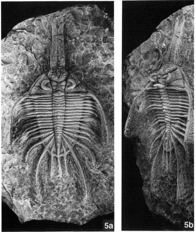 Psychopyge praestans, a Devonian trilobite fossil from Morocco.