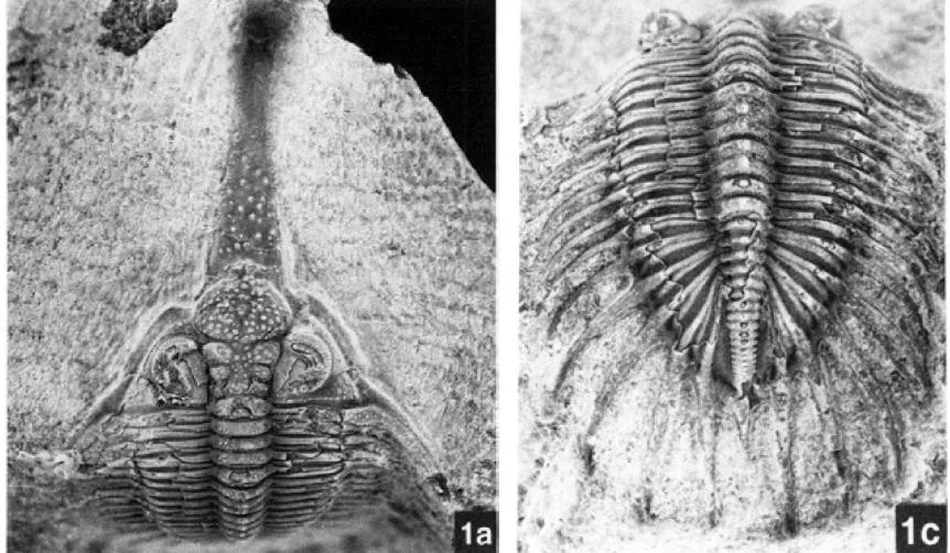Psychopyge termierorum, a Devonian trilobite fossil from Morocco.