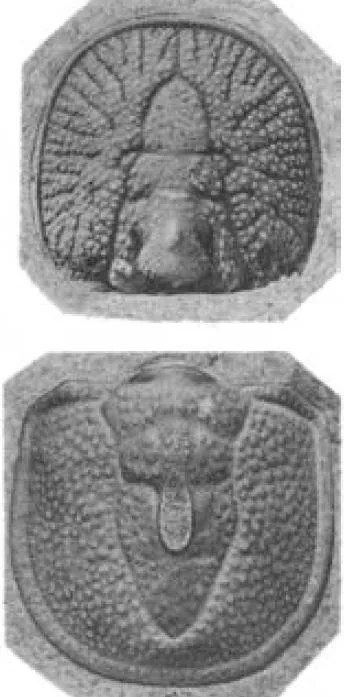 Ptychagnostus aculeatus, a Cambrian trilobite fossil from Zhejiang.