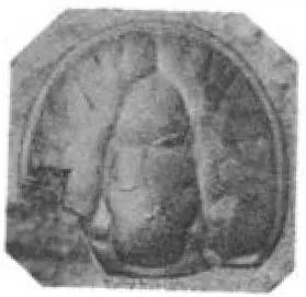 Ptychagnostus atavus, a Cambrian trilobite fossil from Zhejiang.