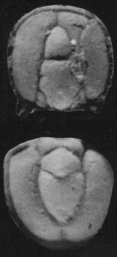 Ptychagnostus cuyanus, a Cambrian trilobite fossil from Hunan.