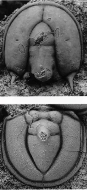 Ptychagnostus gibbus, a Cambrian trilobite fossil from Hunan.