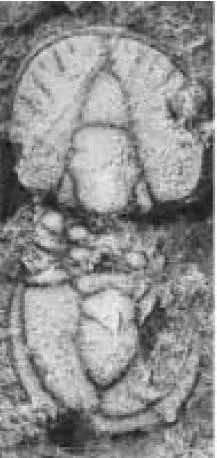 Ptychagnostus leptus, a Cambrian trilobite fossil from Anhui.