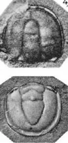 Ptychagnostus praecurrens, a Cambrian trilobite fossil from Sweden.
