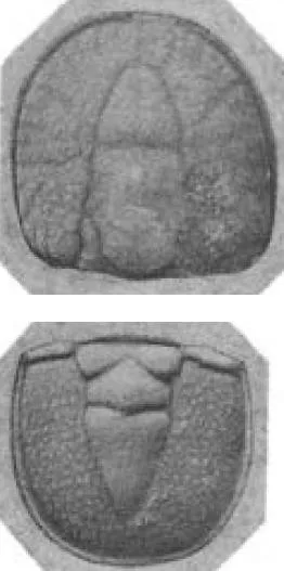 Ptychagnostus punctuosus, a Cambrian trilobite fossil from Hunan.