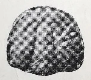 Ptychagnostus sinicus, a Cambrian trilobite fossil from Shandong.