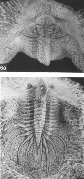 Quadrops flexuosa, a Devonian trilobite fossil from Morocco.