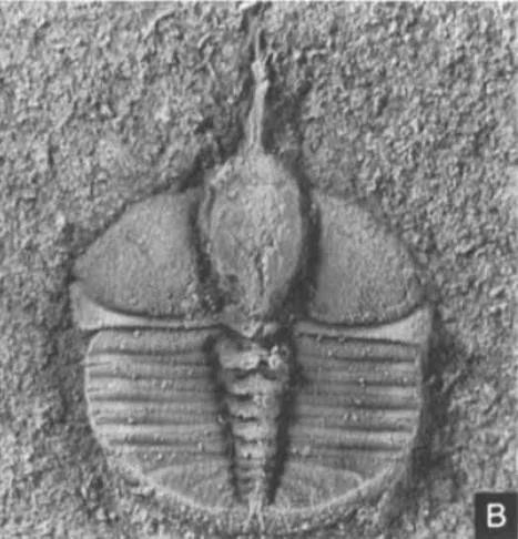 Raphiophorus sandfordi, a Silurian trilobite fossil from Australia.