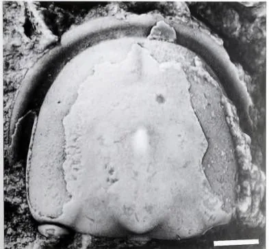 Rhaptagnostus changshanensis, a Cambrian trilobite fossil from Zhejiang.