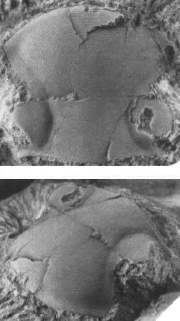Rhaxeros pollinctrix, a Silurian trilobite fossil from Australia.