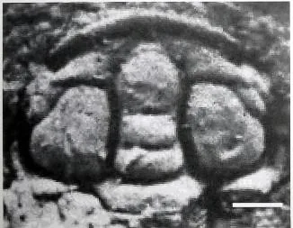 Sinodiscus changyangensis, a Cambrian trilobite fossil from Hubei.
