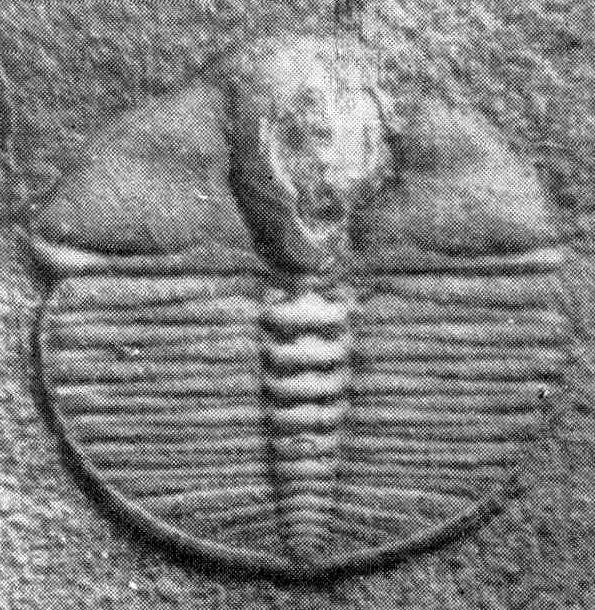 Sinoluia tibetensis, a Silurian trilobite fossil from Tibet.
