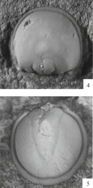 Tomagnostella orientalis, a Cambrian trilobite fossil from Zhejiang.